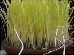 Harela 2021: उत्तराखंड का लोकपर्व हरेला आज, युवा पीढ़ी को अपनी जड़ों से जोड़ता है