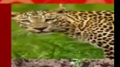 અમરેલીના ચલાલા પંથકમાં દીપડાનો આતંક, અઠવાડિયામાં 5 લોકો પર હુમલો