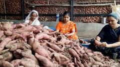 मनमाडमध्ये शेतकऱ्यांनी घेतलं 50 गुंठ्यात 200 क्विंटल रताळ्याचं उत्पन्न, अडीच ते तीन लाखांचा फायदा