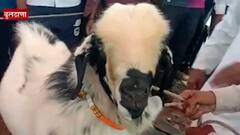 Buldhana : बुलढाण्याच्या बोकडासाठी 51 लाखांची बोली, बोकड पाहण्यासाठी करवंड गावामध्ये गर्दी