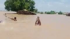 Amravati : अमरावतीत धरणाच्या मध्यभागी अडकलेल्या 17 वानरांची शोध व बचाव पथकाकडून सुटका