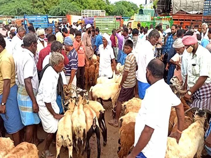 Villupuram: Goats for sale for Rs 6 crore in Chennai ahead of Bakreed festival விழுப்புரம்  : பக்ரீத் பண்டிகையை முன்னிட்டு  செஞ்சியில் ரூ.6 கோடிக்கு ஆடுகள் விற்பனை!