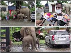 असम: हथिनी और उसके बच्चे पर लगा एक लड़के की हत्या का आरोप, जांच के बाद वन विभाग को सौंपा