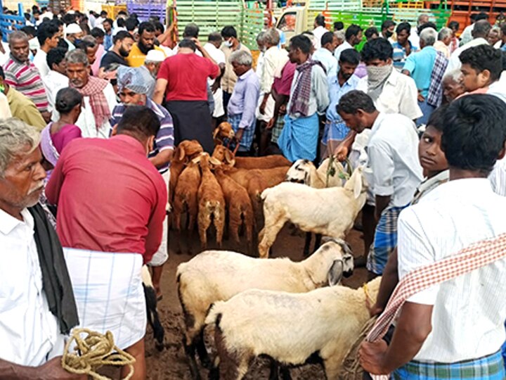 விழுப்புரம்  : பக்ரீத் பண்டிகையை முன்னிட்டு  செஞ்சியில் ரூ.6 கோடிக்கு ஆடுகள் விற்பனை!