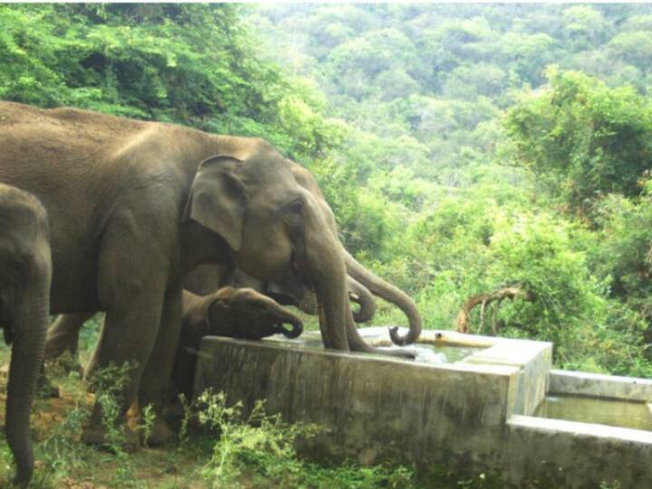கோவை வனப்பகுதியில் வனத்துறை கேமராக்களில் பதிவான யானைகளின் படம்