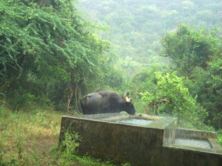 கோவை வனப்பகுதியில் வனத்துறை கேமராக்களில் பதிவான காட்டெருமை படம்