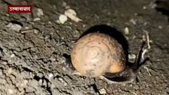 Osmanabad : उस्मानाबाद तालुक्यातील सोयाबीन उत्पादक शेतकरी गोगलगायींमुळे संकटात