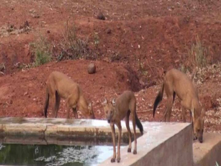 கோவை வனப்பகுதியில் வனத்துறை கேமராக்களில் பதிவான  ஓநாய்களின் படம்