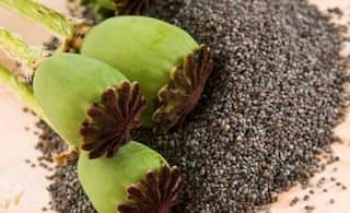 ਐਵੇਂ ਨਾ ਜਾਣੋ ਖਸਖਸ ਨੂੰ, ਫਾਇਦੇ ਜਾਣ ਹੋ ਜਾਓਗੇ ਹੈਰਾਨ