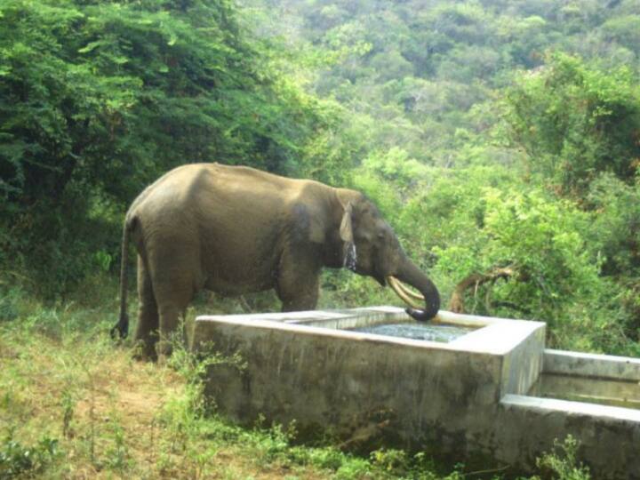 கோவை வனப்பகுதியில் வனத்துறை கேமராக்களில் பதிவான யானையின் படம்