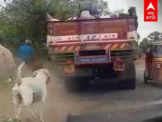 பிரிந்து சென்ற ஆடுகள்.. பாசத்தால் மூச்சிரைக்க பின்னால் ஓடிய நாய்