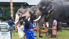 Aanaiyootu festival: பிடித்த உணவை ருசித்து சாப்பிடும் யானைகள்! - திருச்சூர் யானையூட்டுத் திருவிழா!