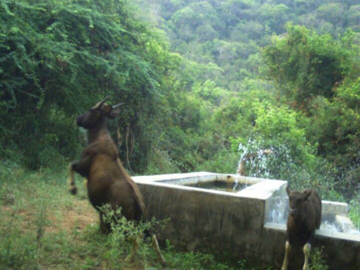 கோவை வனப்பகுதியில் வனத்துறை கேமராக்களில் பதிவான காட்டெருமையின் படம்