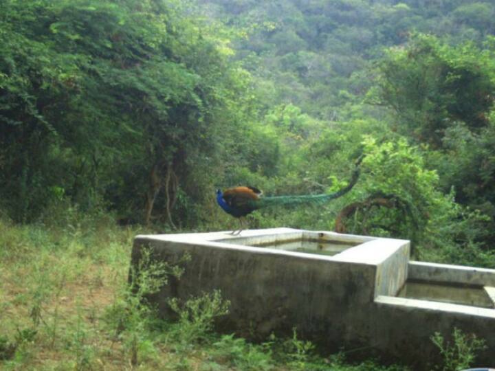 கோவை வனப்பகுதியில் வனத்துறை கேமராக்களில் பதிவான மயிலின்  படம்