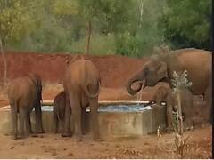 Coimbatore Forest |  கோவை வனப்பகுதியில் வனத்துறை கேமராக்களில் பதிவான வன விலங்குகள் - புகைப்பட ஆல்பம்