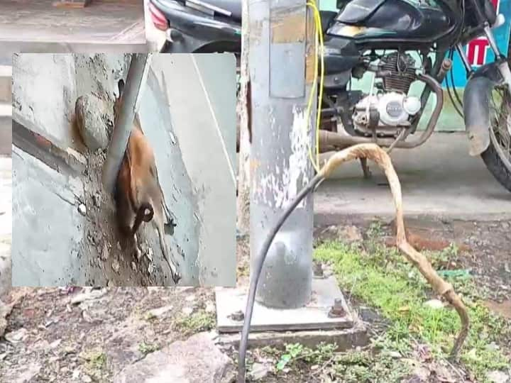 in kanchipuram Unmaintained electric poles cow dead electrification endangering human life காஞ்சிபுரம் : பராமரிக்கப்படாத மின்கம்பங்கள், துடிதுடித்து  உயிரிழந்த மாடு, அச்சத்தில் மக்கள்..!