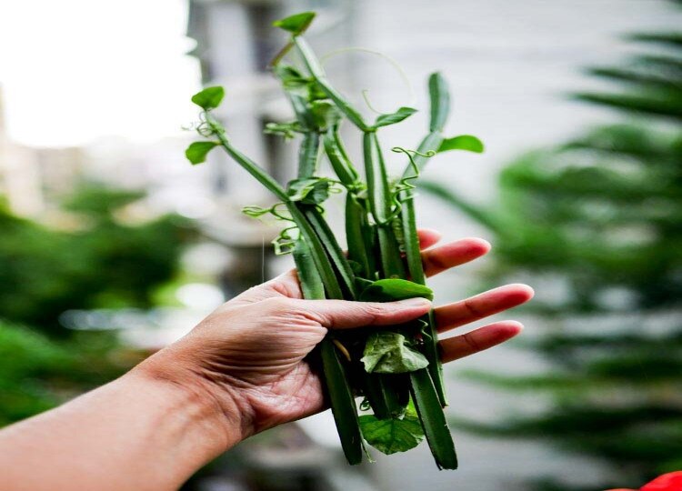 முழங்கால் வலியோ.. மூட்டு வலியோ.. சிறந்த தீர்வு 'பிரண்டை துவையல்' - ரெசிபி இங்கே!