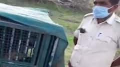 અમરેલીમાં દીપડો પાંજરે પુરાતા ખેતમજૂરોએ લીધો રાહતનો શ્વાસ, કેટલા લોકો પર કર્યો હતો હુમલો?