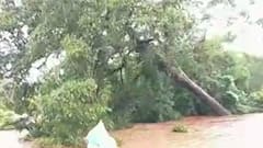 Ratnagiri tree collapse | गौतमी नदीमध्ये झाड कोसळलं, दोन शेतकरी थोडक्यात बचावले