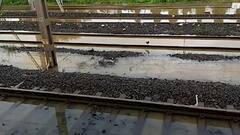 Mumbai Local Updates : मुंबईत रेल्वेच्या तिन्ही मार्गांवरील लोकलसेवा हळूहळू पूर्वपदावर