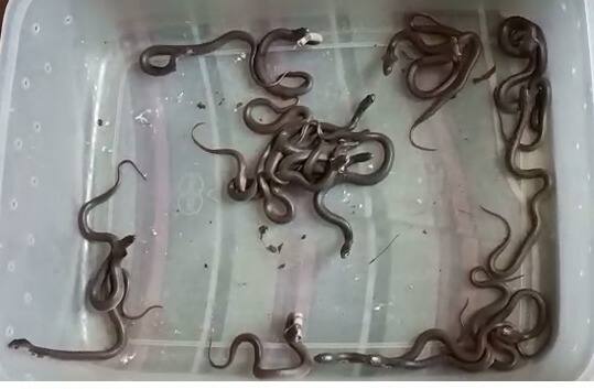 Mumbai news birth of 18 chicks of venomous snake at sarpamitras house in Chembur Mumbai : चेंबूरमध्ये सर्पमित्राच्या घरात विषारी नागिणीच्या 18 पिलांचा जन्म