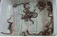 Mumbai : चेंबूरमध्ये सर्पमित्राच्या घरात विषारी नागिणीच्या 18 पिलांचा जन्म