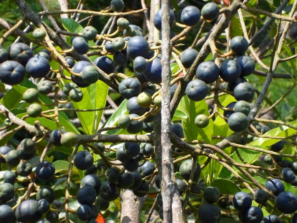 Rudraksha Plant At Home: రుద్రాక్ష చెట్టు ఇంట్లోనే పెంచుకోవచ్చు…ఎలాగో తెలుసా?