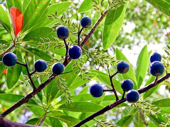 Rudraksha Plant At Home: రుద్రాక్ష చెట్టు ఇంట్లోనే పెంచుకోవచ్చు…ఎలాగో తెలుసా?