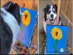 Dog Painting: நாய் வரைந்த ஓவியம்: 1.8 லட்சம் ‛லைக்ஸ்’  பெற்றது!