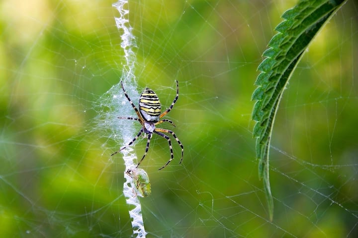 Music generated by a spider's web could allow humans to talk to spiders, Massachusetts scientists found, know in details Music Generated By Spider Web: సరదాగా సాలీడుతో కబుర్లు..!