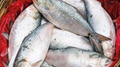 Hilsa: নামখানায় পৌঁছল ৬০০০ কেজি ইলিশ, বাজারে আসার অপেক্ষায় ভোজনরসিকরা