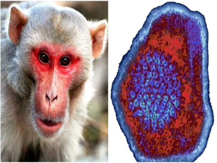Monkey B virus first human death in China All Detail Here Monkey B Virus : கொரோனாவிற்கு அடுத்து குரங்கு பி வைரஸ்...! சீனாவில் உயிரிழப்பு கணக்கைத் தொடங்கிய அடுத்த வைரஸ்...!