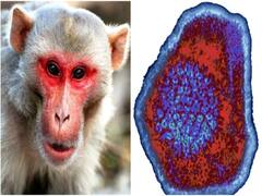 Monkey B Virus : கொரோனாவிற்கு அடுத்து குரங்கு பி வைரஸ்...! சீனாவில் உயிரிழப்பு கணக்கைத் தொடங்கிய அடுத்த வைரஸ்...!