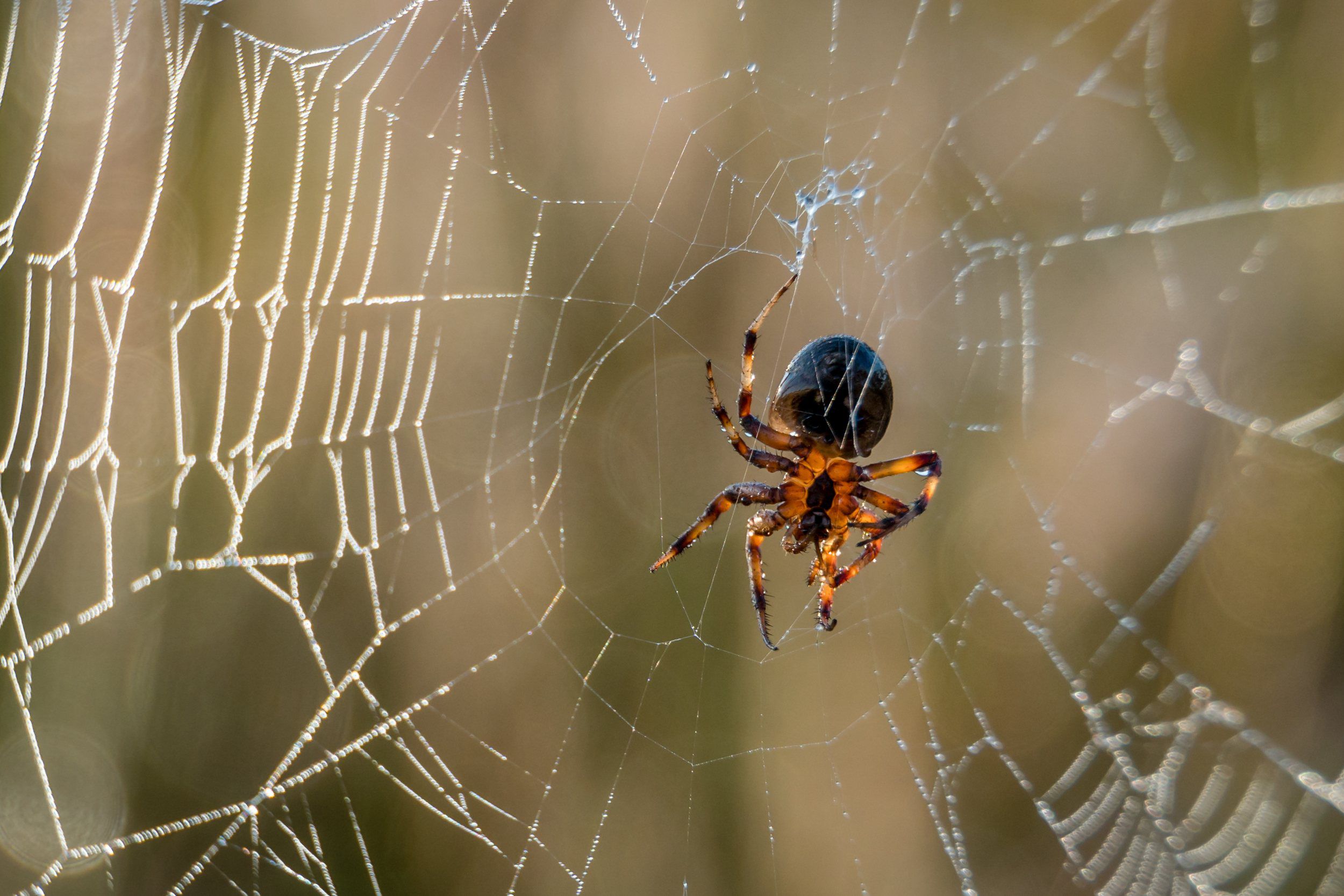 Music Generated By Spider Web: సరదాగా సాలీడుతో కబుర్లు..!