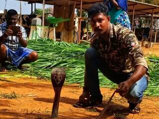 ஒன்றல்ல ... இரண்டல்ல... 12 ஆயிரம் பாம்புகளை பிடித்த ‛ஸ்னேக்’ கண்ணன்!