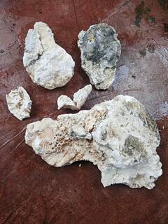 सिंधुदुर्गात समुद्रकिनारी मच्छिमाऱ्याला सापडली देव माशाची उलटी, आंतरराष्ट्रीय बाजारपेठेत कोट्यवधींचा भाव