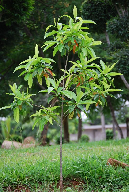 Rudraksha Plant At Home: రుద్రాక్ష చెట్టు ఇంట్లోనే పెంచుకోవచ్చు…ఎలాగో తెలుసా?