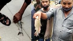 Mumbai Rain : ठाण्यातील मासुंदा तलाव ओव्हरफ्लो, तलावातील मासे रस्त्यावर