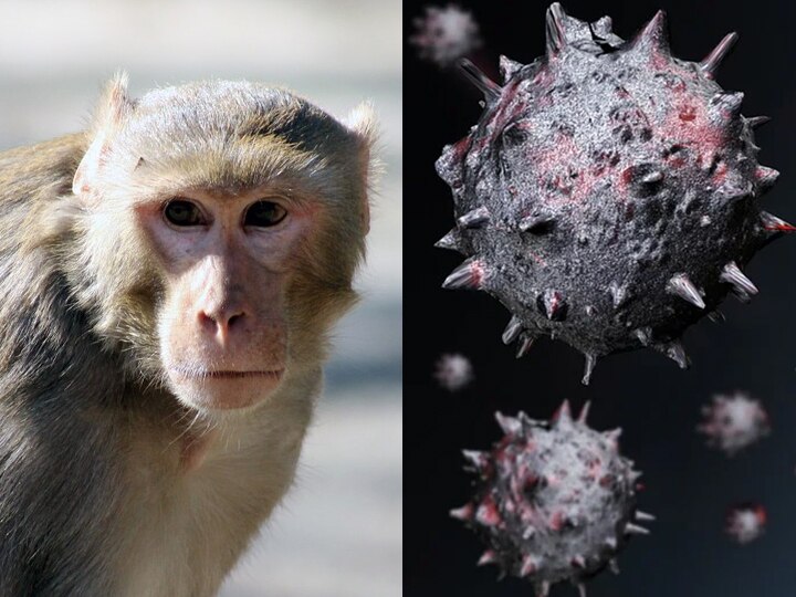 Monkey B Virus First Human Death In China All Detail Here | Monkey B ...