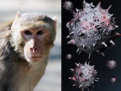 Monkey B Virus : चीनमध्ये 'मंकी-बी' व्हायरसची लागण झालेल्या पहिल्या व्यक्तीचा मृत्यू; जाणून घ्या लक्षणं