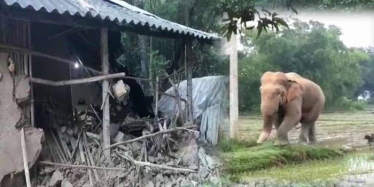 midnapore elephant attack news 6 houses were destroyed Midnapore Elephant Attack : লোকালয়ে রাতভর হাতির তাণ্ডব, ভাঙল বাড়ি, নষ্ট ধানের বীজতলা, আতঙ্ক মেদিনীপুর সদরে