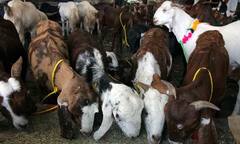 ਬਕਰੀਦ 'ਤੇ ਦਿੱਤੀ ਢਿੱਲ ਤੋਂ Supreme Court ਨਾਰਾਜ਼ , ਦੇਖੋ ,ਕਿਵੇਂ ਲਗਾਈ ਫਟਕਾਰ !