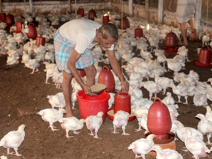 There was a huge jump in the rate of chicken and eggs know the reason चिकेन और अंडे के रेट में आया भारी उछाल, जानिए क्या है इसके पीछे की वजह