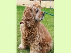 Snoopy Dog | தோனிக்கே நான்தான் செல்லம்.. வெடிகுண்டுகளை அசால்ட்டாக கண்டுபிடிக்கும் ஸ்னூபிக்கு ஓய்வு..!