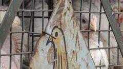 India reports first death from Bird flu in Delhi | Big Breaking