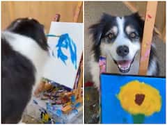 Viral Video: कोई इंसान नहीं इस प्यारे से कुत्ते ने बनाई फूल की पेंटिंग, देखकर लोग हुए हैरान, आप भी देखिए