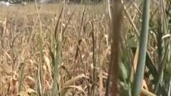 રાજ્યમાં આ વર્ષે ચોમાસની સાધારણ શરૂઆત, ખેતી પર થઈ વ્યાપક અસર