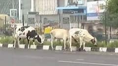 અમદાવાદમાં ફરી રખડતા ઢોરોનો આતંક, વાહન ચાલકો પરેશાન