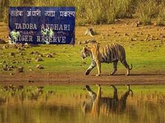 Tadoba Tiger Reserve : ताडोबा व्याघ्र प्रकल्पात गाईड्ससाठी स्टार सिस्टम लागू