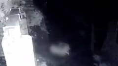 ગીર ગઢડાઃ આ ગામમાં સિંહોનો જોવા મળ્યો આતંક, મોડી રાતે ગામમાં ઘુસી પશુઓનું કર્યું મારણ